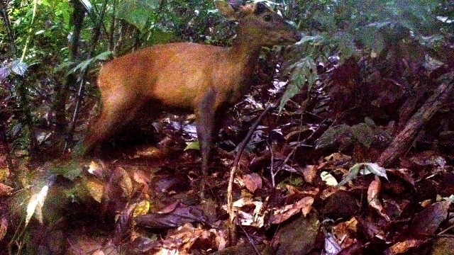 giant muntjac